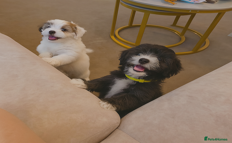 Shichon dogs - Advert 1