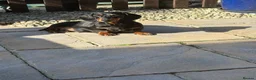 Miniature Dachshund dogs for sale: Kc registered ready to leave  in Basildon - Advert 3