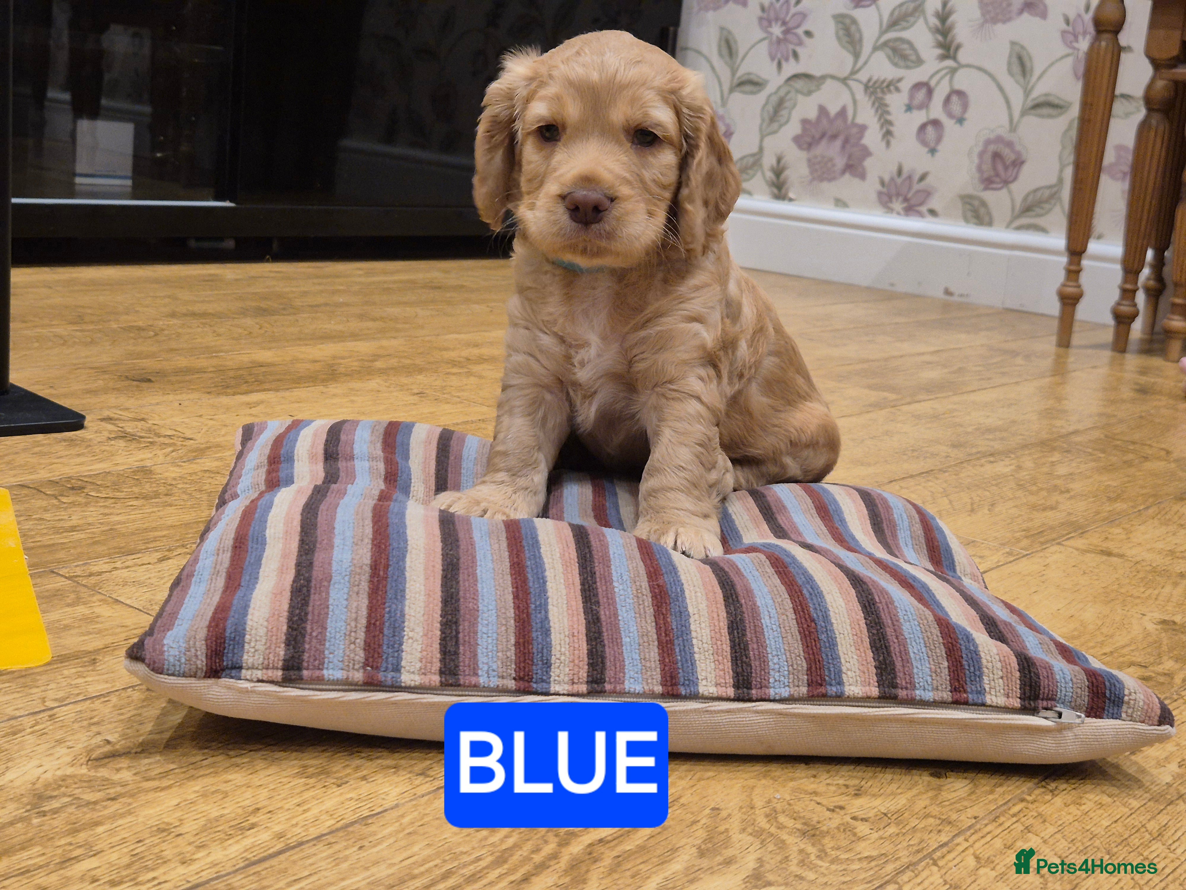 Cocker Spaniel dogs KC REGISTERED WORKING COCKER SPANIEL PUPPIES  - Advert 2