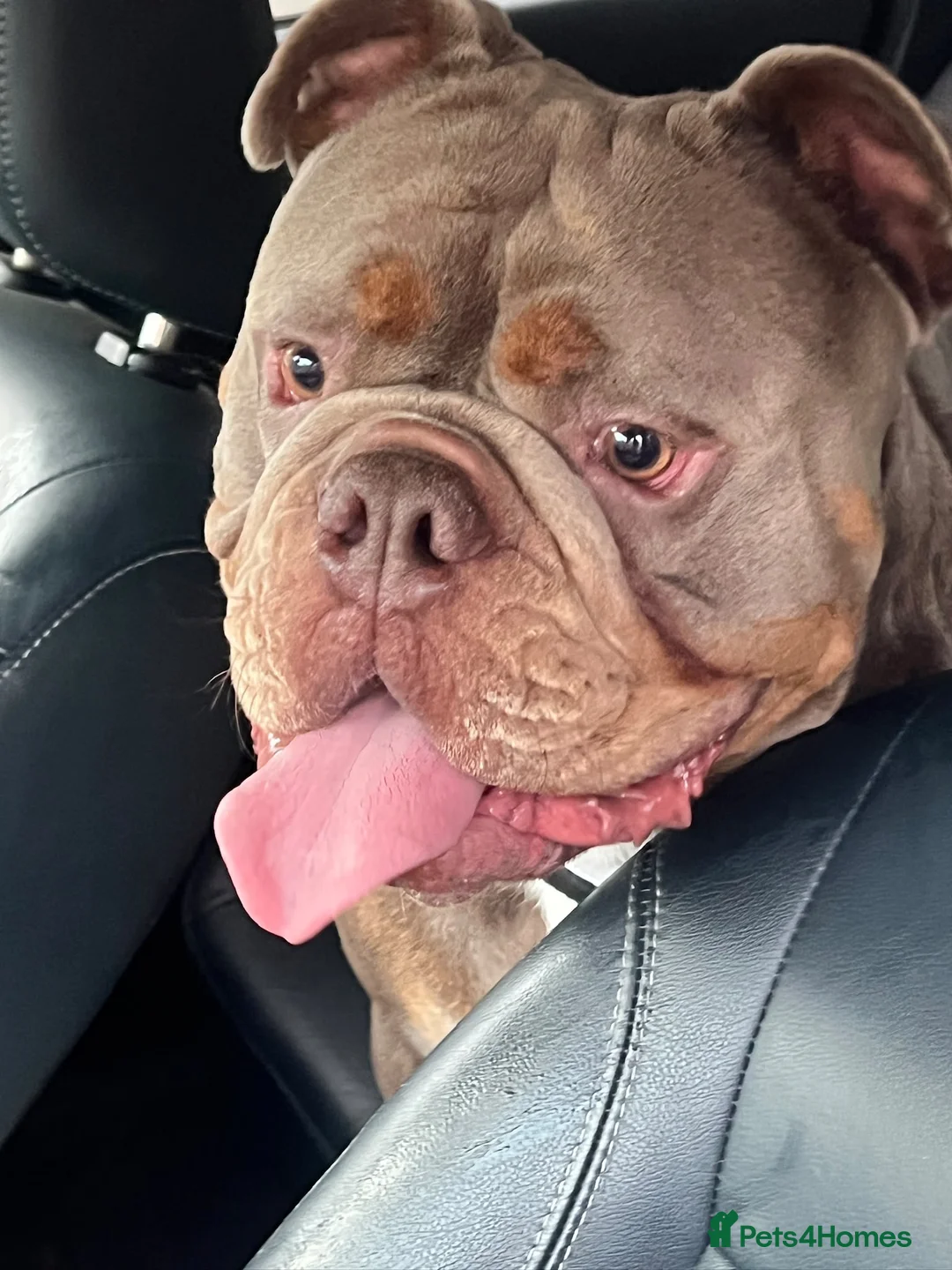 English Bulldog dogs for sale: English bulldog  in Stourbridge - Advert 2