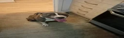 Staffordshire Bull Terrier dogs for stud: 2 years old available to Stud  in Swansea - Advert 5