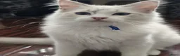 Ragdoll cats for sale: TICA Registered Pedigree Ragdoll Kittens - Advert 23