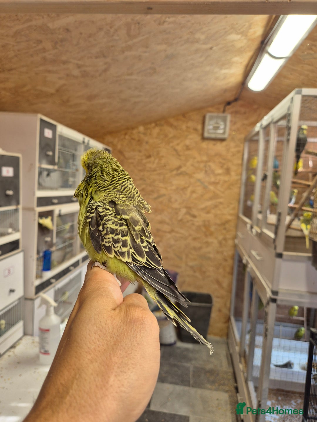 Budgerigars birds for sale: Adoption free exhibition budgie  - Image 3