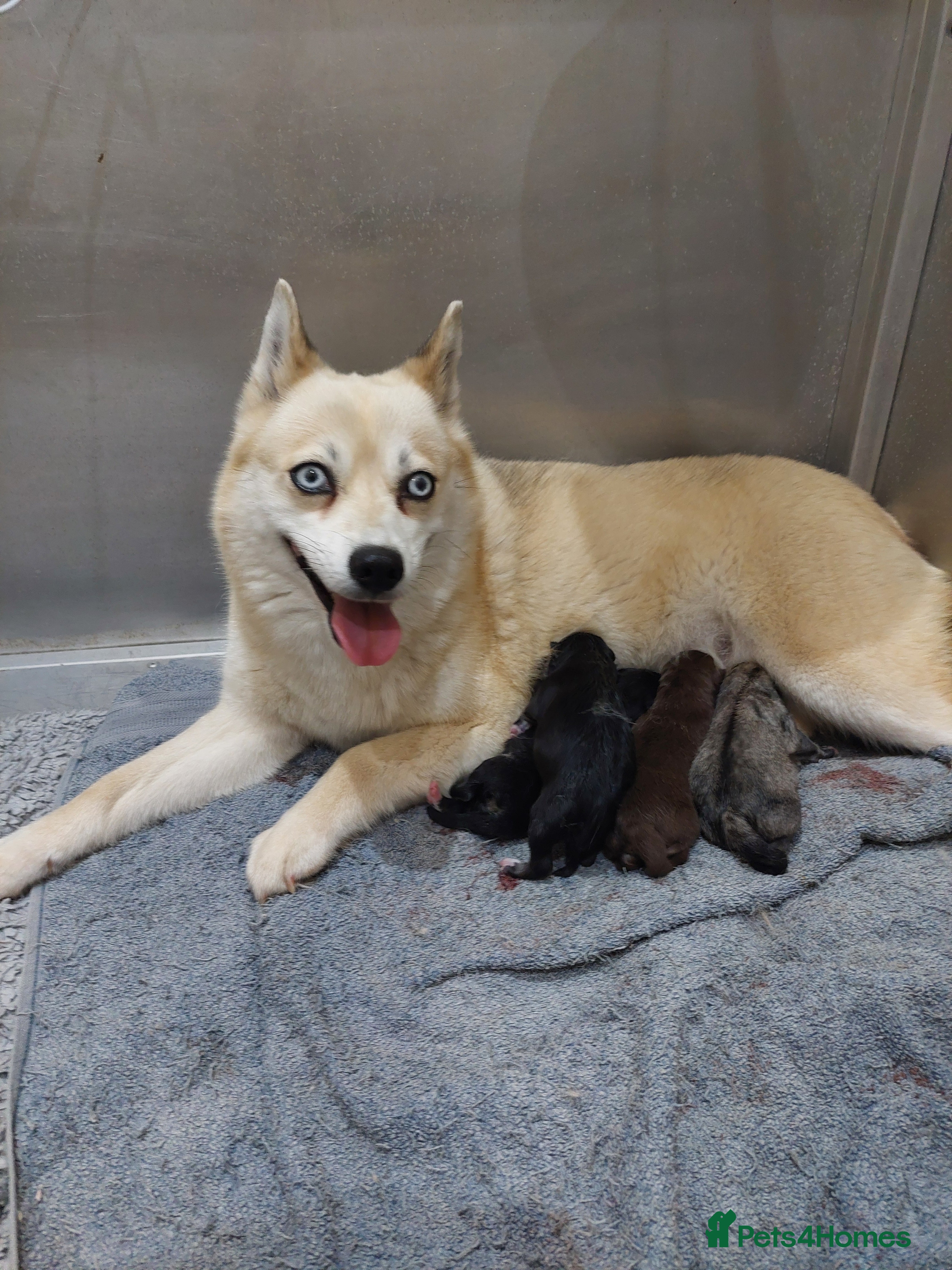 Pomsky dogs F3 pomsky puppy's for sale  - Advert 2