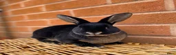 Rex rabbits for sale: 2 mini rex brothers  - Advert 7