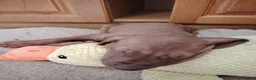 Rhodesian Ridgeback dogs for sale: Beautiful Rhodesian Ridgeback puppies-Family pet - Advert 23