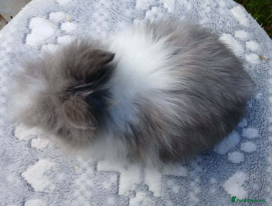Lionhead rabbits for sale: Stunning DM Lionhead baby rabbits RTR - Image 3