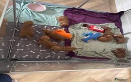 Cocker Spaniel dogs for sale: Fox Red Cocker Spaniel - Image 2