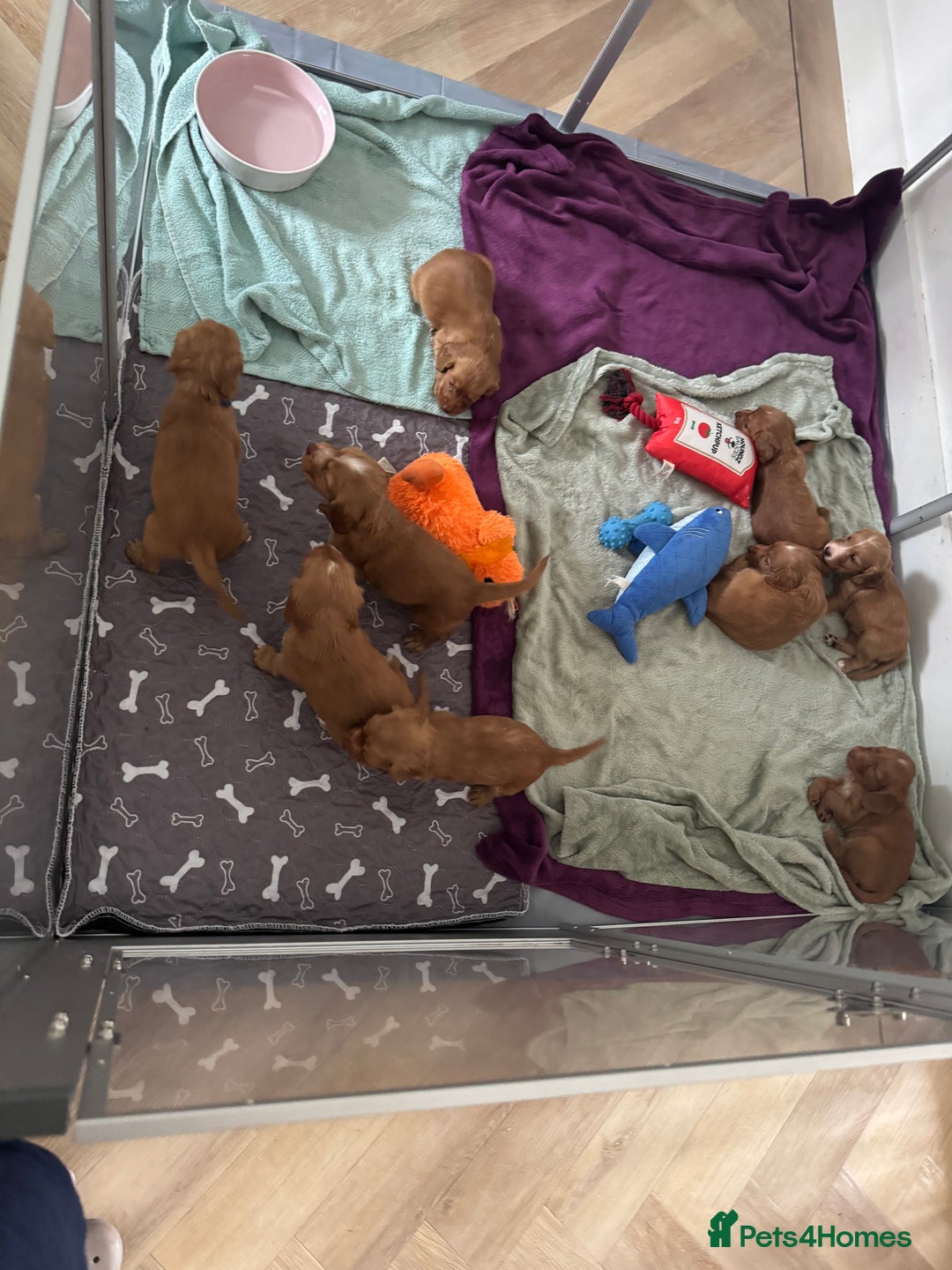 Cocker Spaniel dogs for sale: Fox Red Cocker Spaniel - Image 2