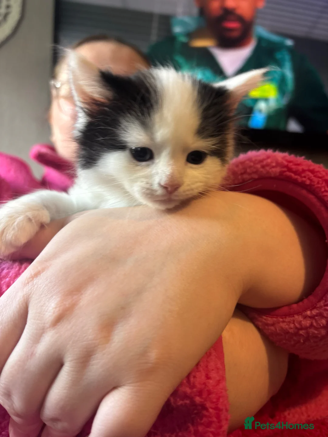 Domestic Shorthair cats for sale: 3 short haired kittens  - Advert 2