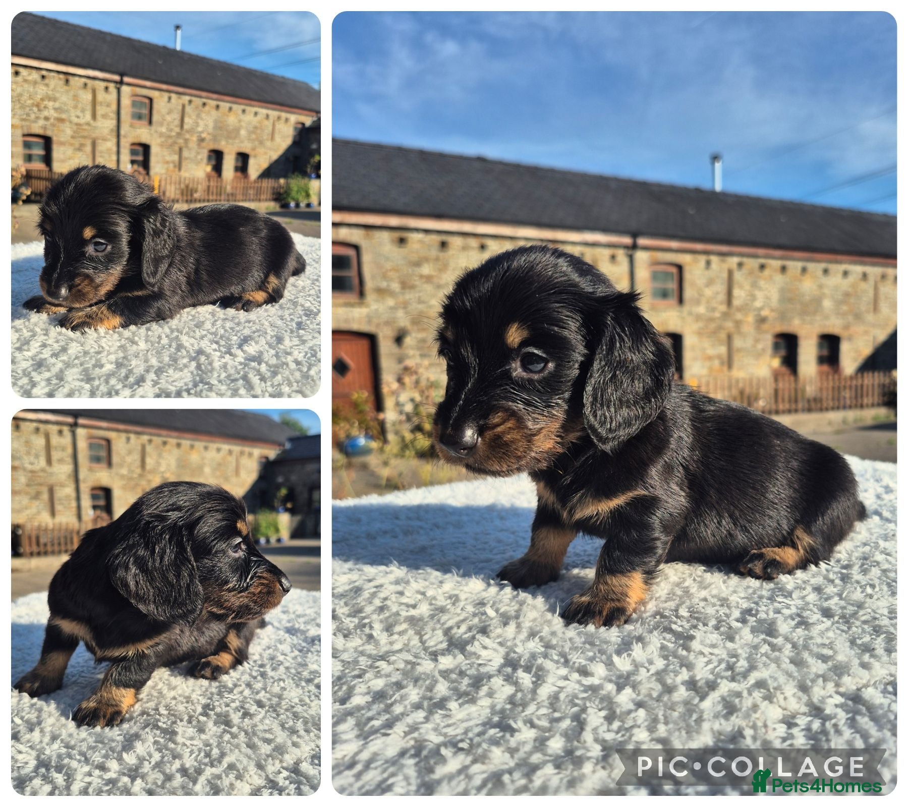 Miniature Dachshund dogs LONG HAIR PRA CLEAR MINIATURE DACHSHUND GIRL - Advert 6