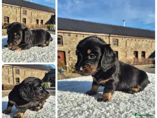Miniature Dachshund dogs LONG HAIR PRA CLEAR MINIATURE DACHSHUND GIRL - Advert 6