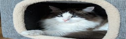 Ragdoll cats for sale: Gorgeous Ragdoll Kittens  - Advert 11