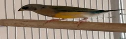 Finches birds for sale:  young male Blackhead Gouldians  Coloring Up! - Advert 2