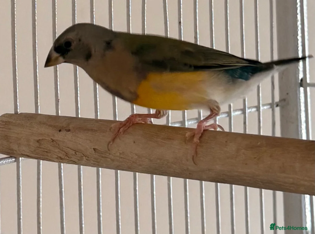Finches birds for sale:  young male Blackhead Gouldians  Coloring Up! - Advert 2