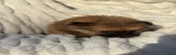 Pomeranian dogs for sale: 🐾 Teddy Pomeranian Puppies Ready To Home 🐾 - Advert 13