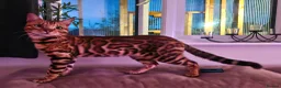Bengal cats for sale: TICA Brown carrier snow male bengal - Advert 2