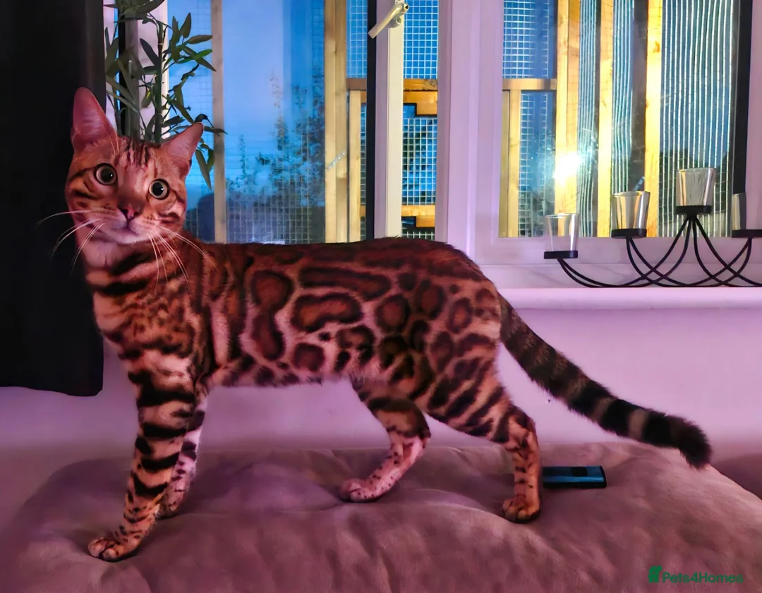 Bengal cats for sale: TICA Brown carrier snow male bengal - Advert 2