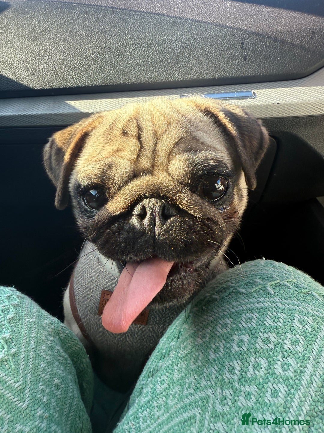 Pug dogs for sale: Beautiful pug - Advert 6