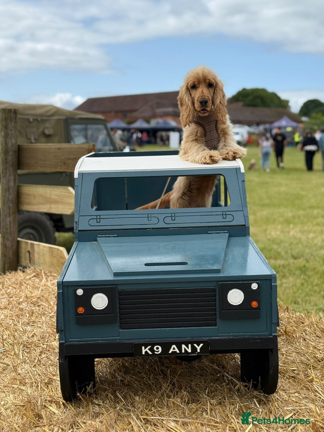 Cocker Spaniel dogs for sale: GOLDEN SHOW COCKER PUPPIES  - Image 4