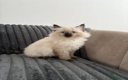 Ragdoll cats for sale: 2 Ragdoll Kittens left 🐾🤍 READY TO LEAVE NOW! - Image 8