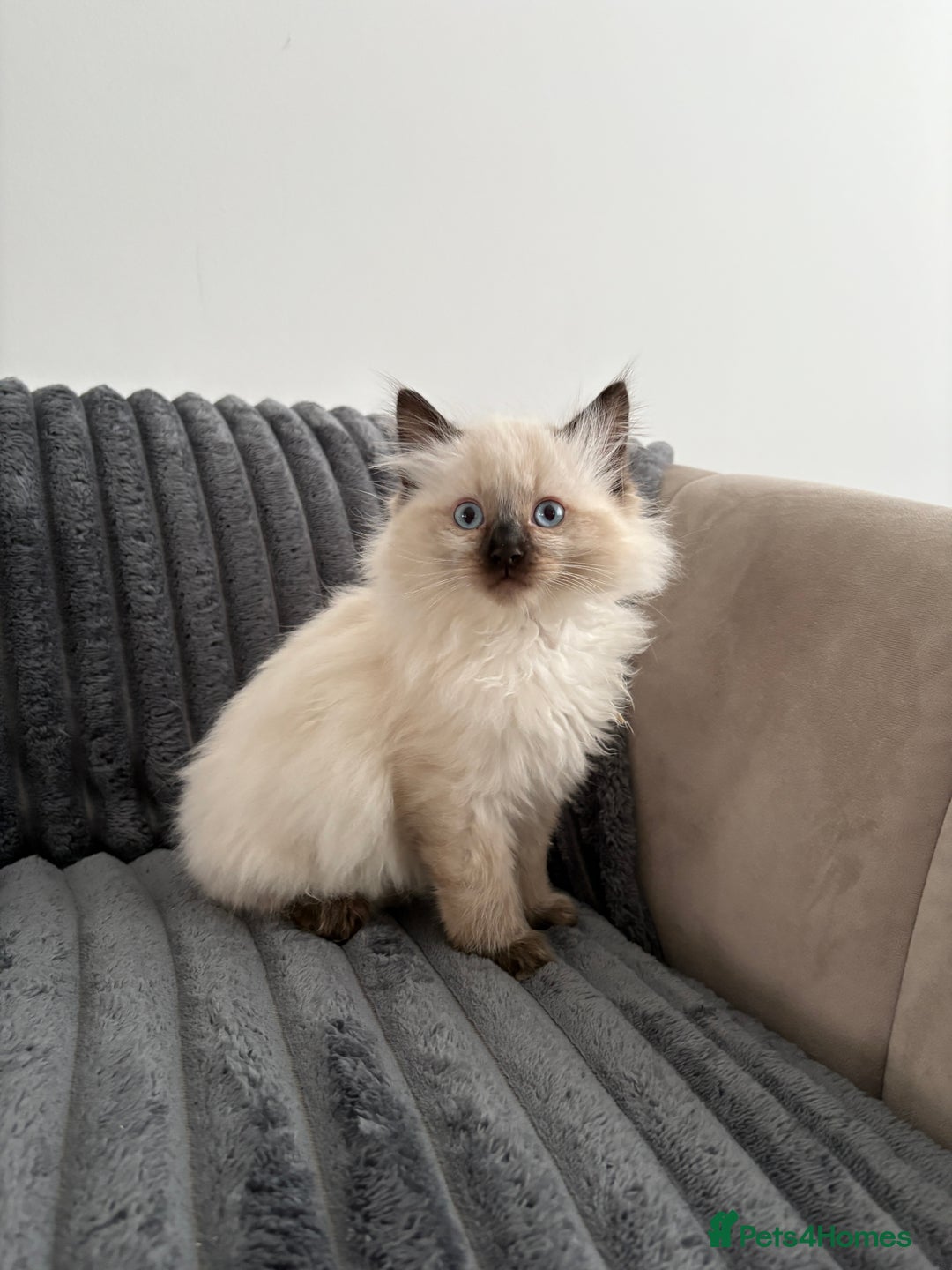 Ragdoll cats for sale: 2 Ragdoll Kittens left 🐾🤍 READY TO LEAVE NOW! - Image 8