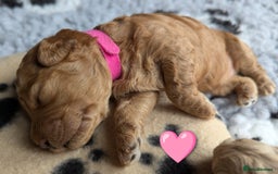 Poochon dogs for sale: 🐾 Adorable F1b Poochon Puppies - Ready November🐾 - Image 29