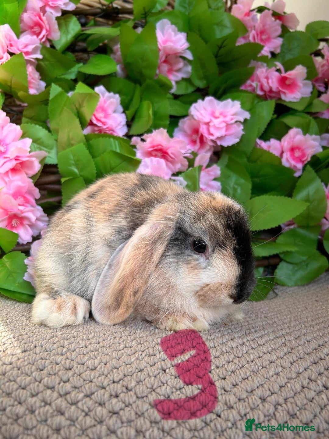 Mini Lop rabbits for sale: Mini lops  7 weeks old - Image 6