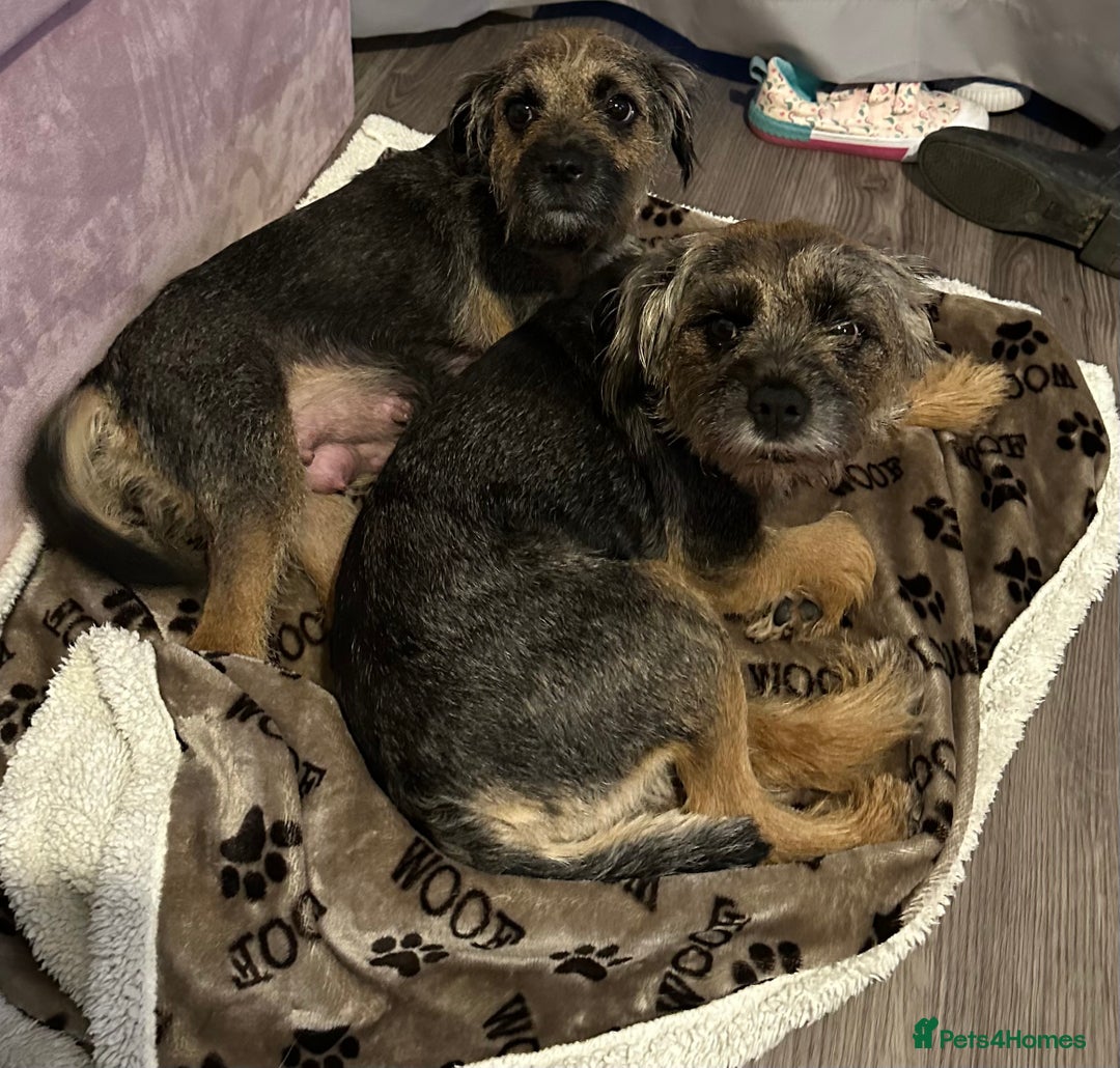Border Terrier dogs for sale: Stunning SLEM clear KC reg blue and tan bitch pup - Image 3