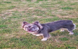 French Bulldog dogs for stud: Mr Fluffy son of Don Corleone  - Image 4