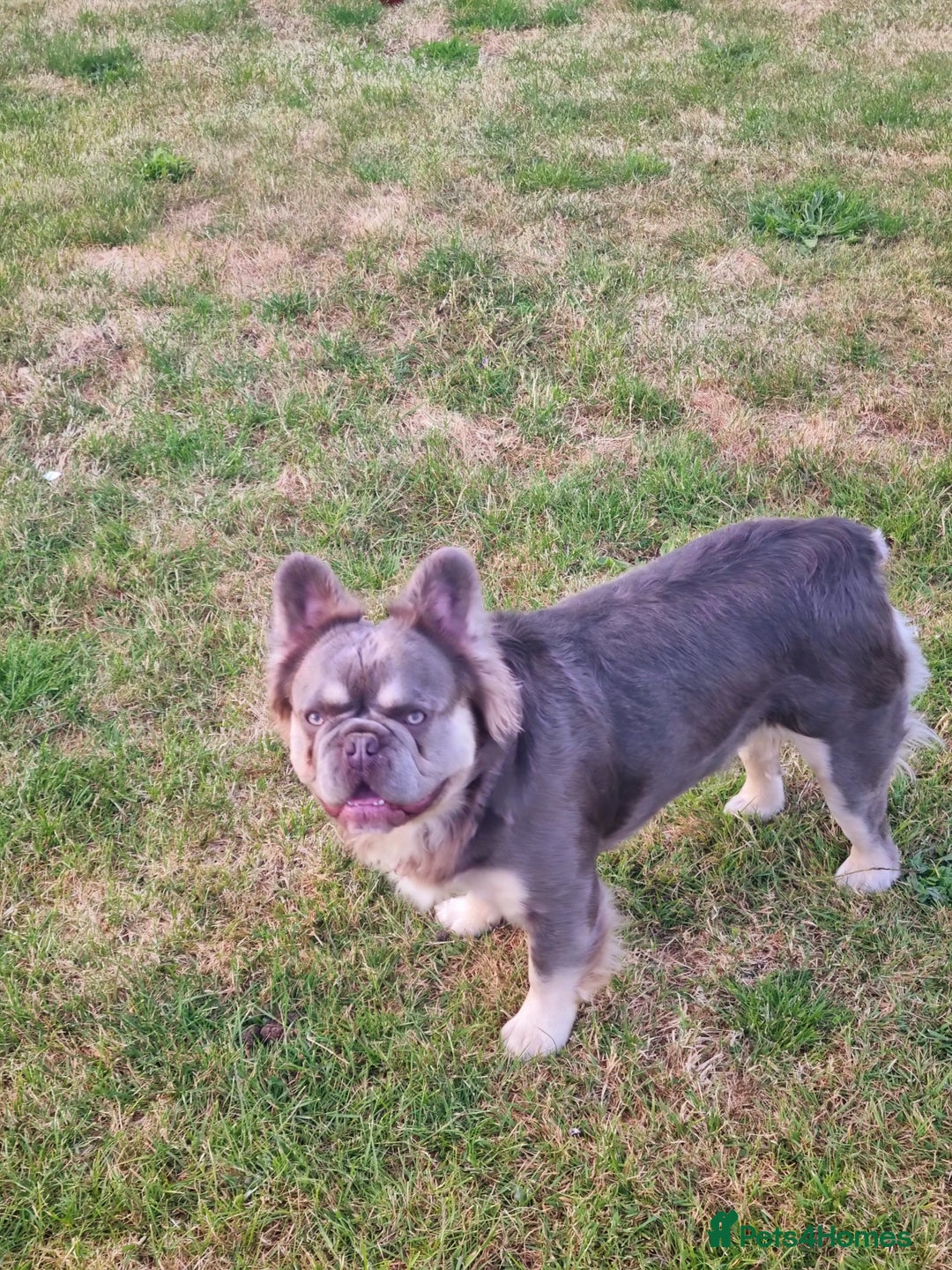 French Bulldog dogs for stud: Mr Fluffy son of Don Corleone  - Image 4