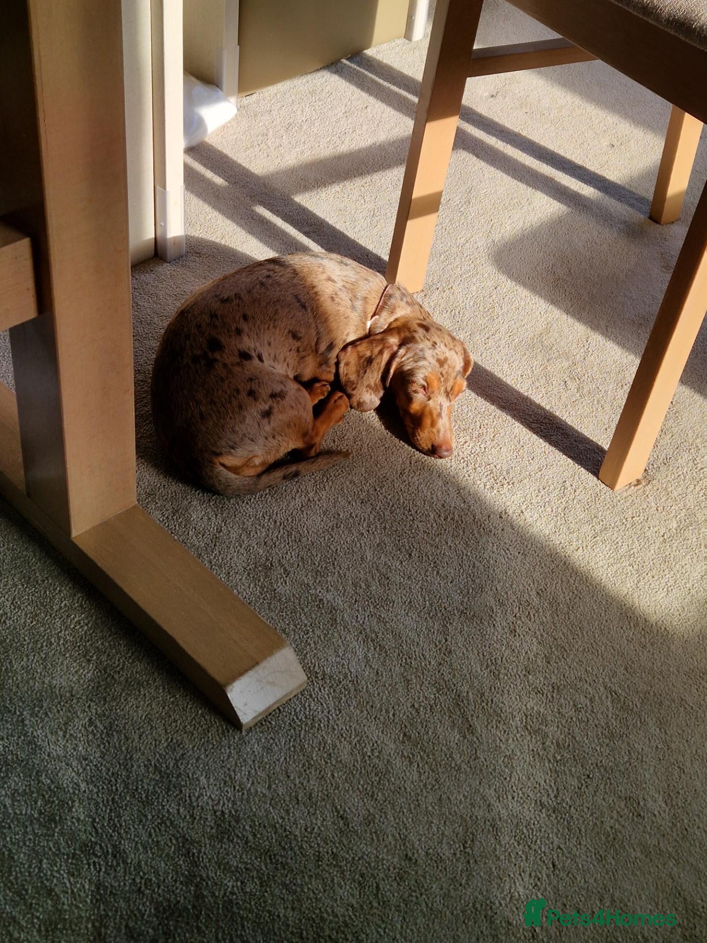 Miniature Dachshund dogs Dapper miniature dachshund  - Advert 2