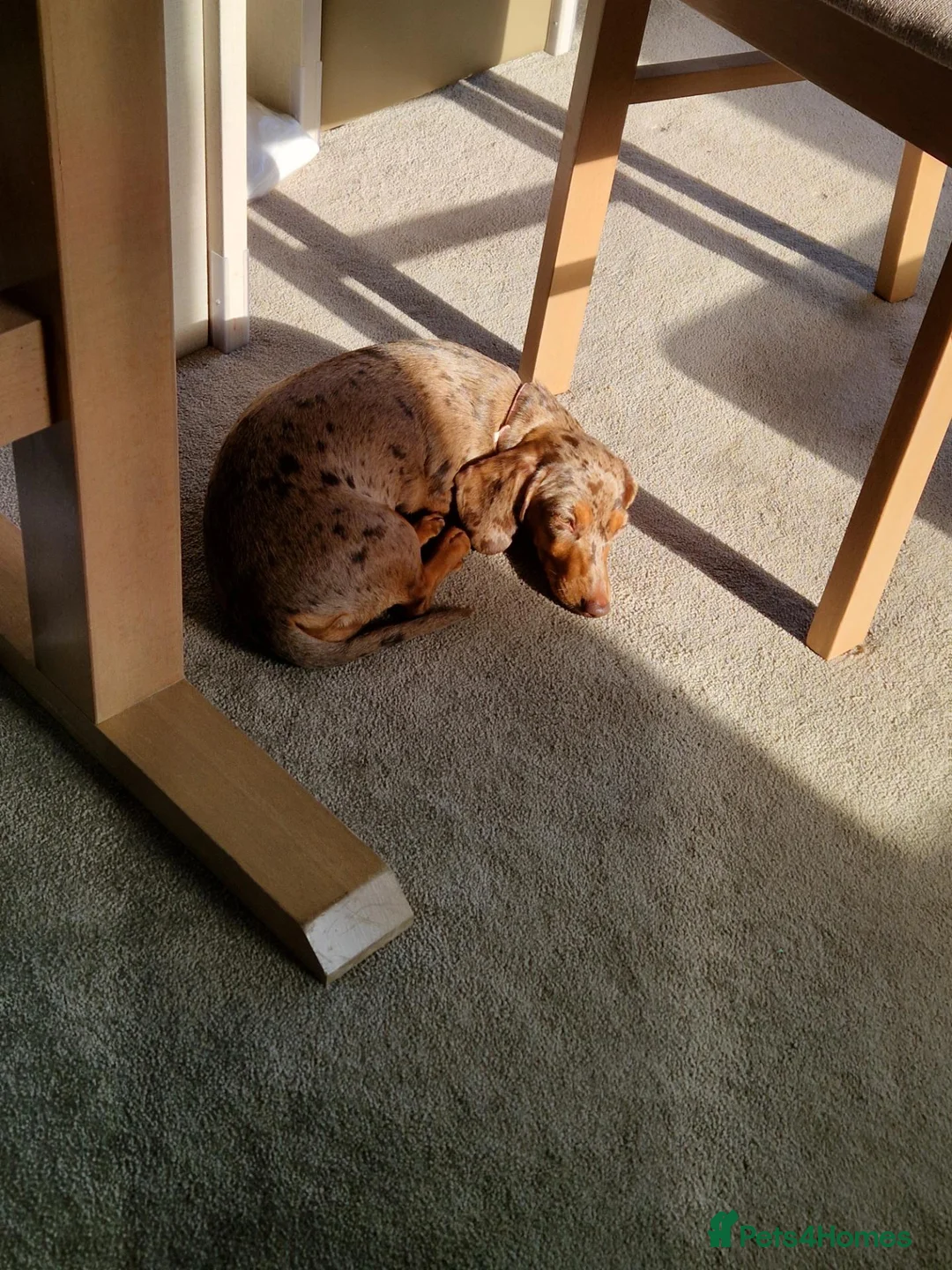 Miniature Dachshund dogs for sale: Dapper miniature dachshund  in Batley - Advert 1