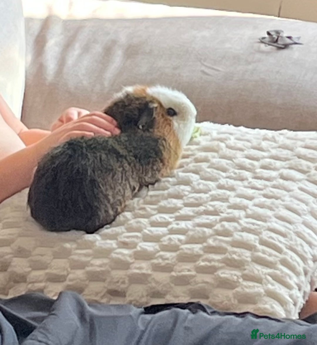 Guinea Pig rodents for sale: Male guinea pig - Image 2