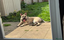 Presa Canario dogs for sale: Female Presa Canario - Image 7