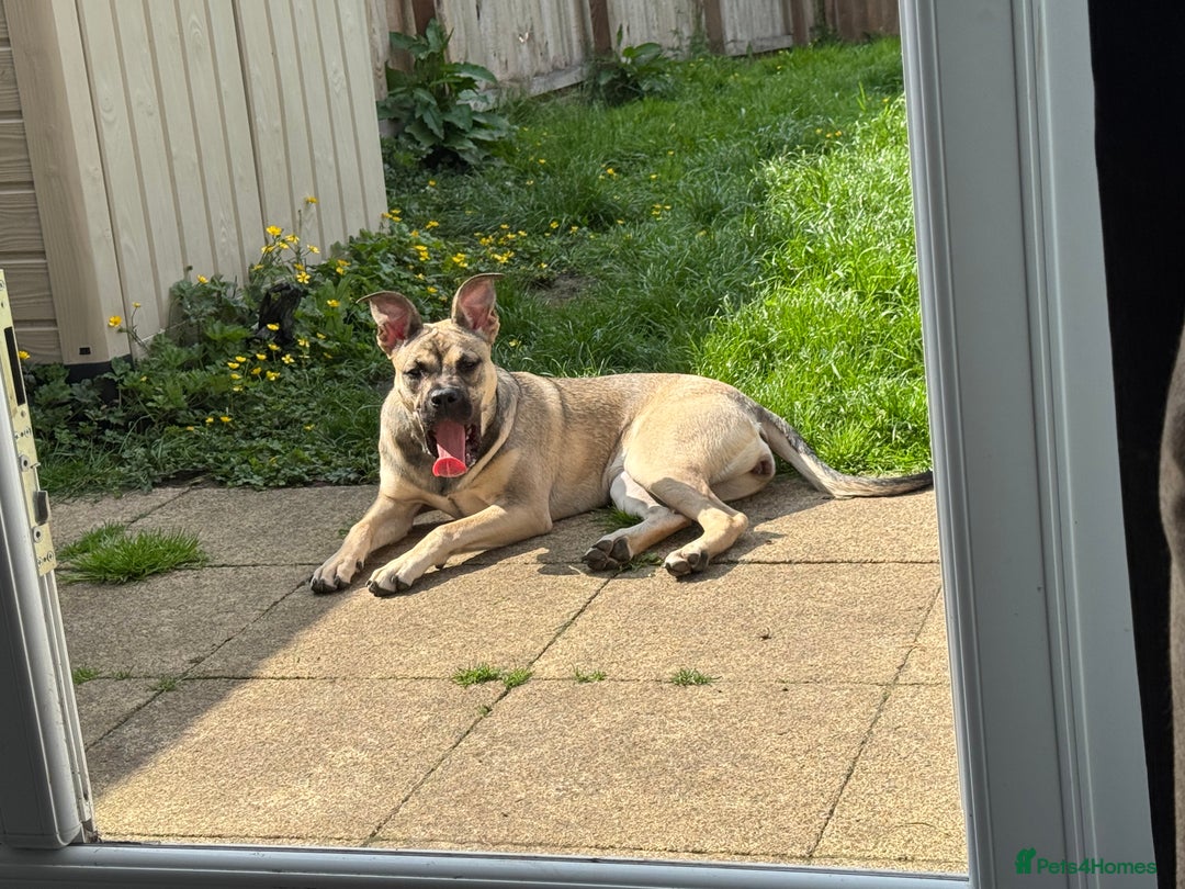 Presa Canario dogs for sale: Female Presa Canario - Image 7
