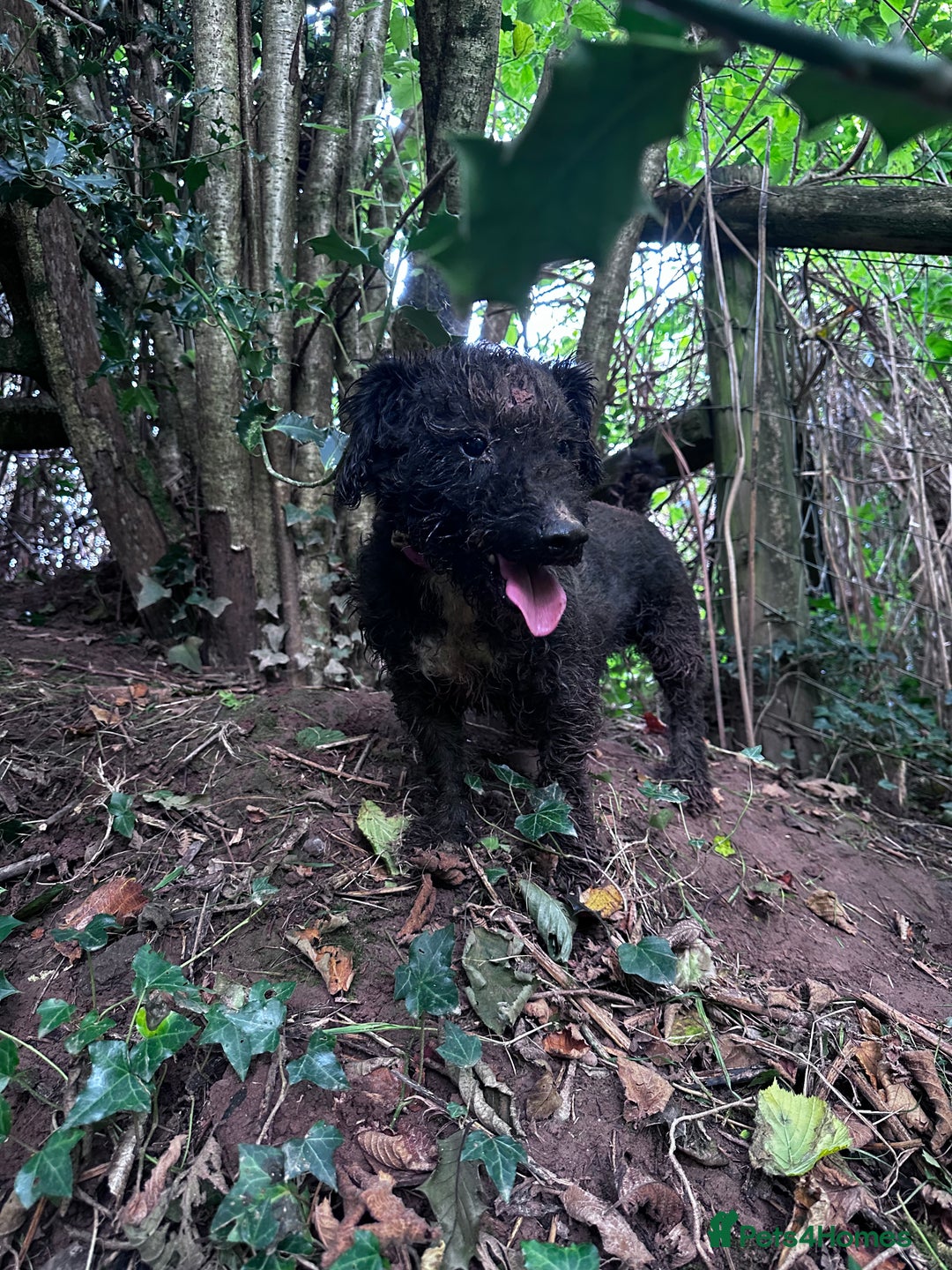 Patterdale Terrier dogs for sale: Patterdale puppy for sale  - Image 3