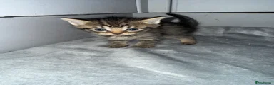 Domestic Shorthair Kitten 5