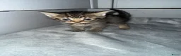 Domestic Shorthair cats for sale: 6 beautiful kittens  - Advert 4
