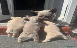 French Bulldog dogs for sale: New Shade Boy/DNA tested parents  - Image 7