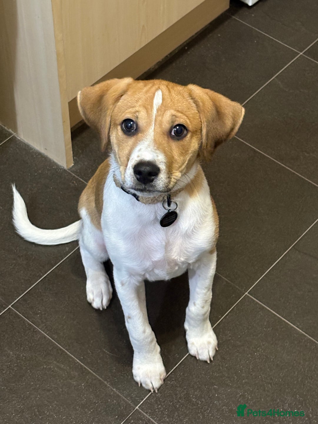 Mixed Breed dogs for sale: Adorable pup  - Advert 4