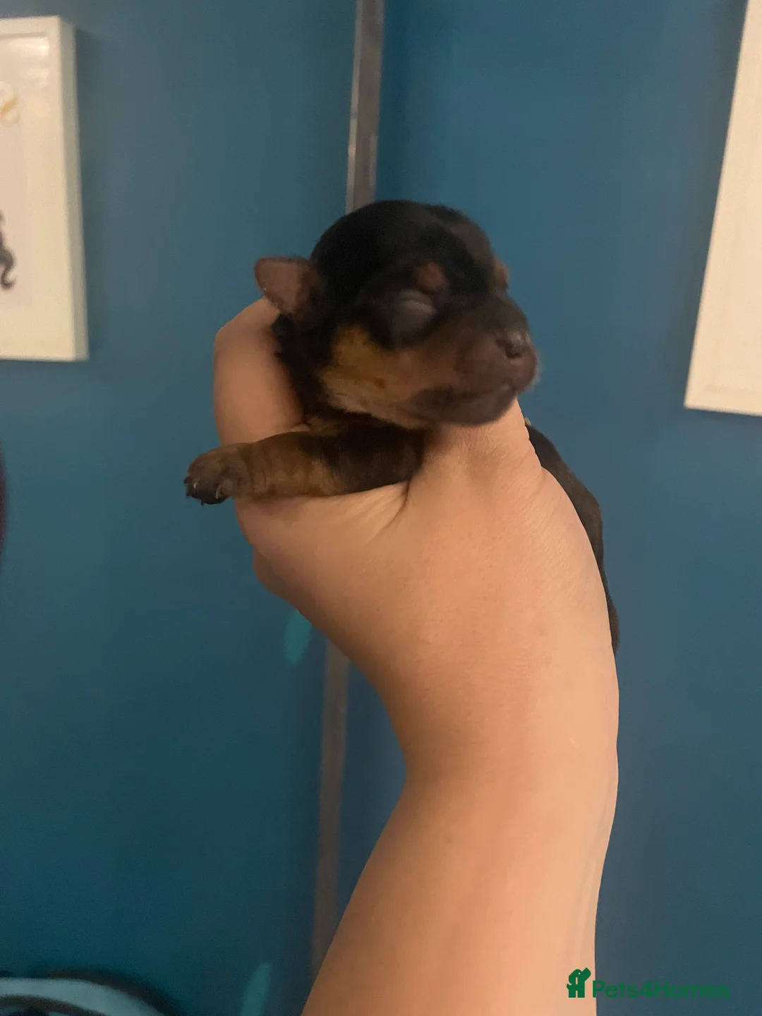 Yorkshire Terrier dogs for sale: Adorable Yorkshire terriers for sale  in Gateshead - Advert 4