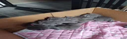 British Shorthair cats for sale: British shorthair x Russian Blue  - Advert 5