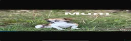 Jack Russell dogs for sale: Beautiful Much Wenlock jack russell 1 boy left in Tilbury - Advert 9