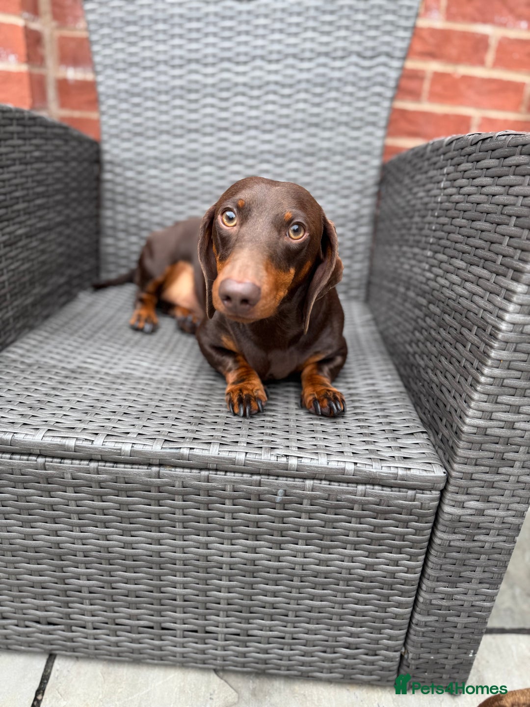 Miniature Dachshund dogs for sale: READY NOW !! mini dachshund pups  - Image 6
