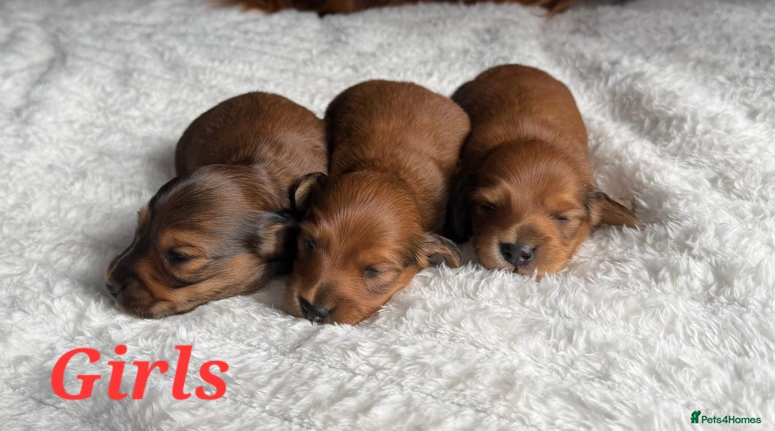 Dachshund dogs Pra clear 5 beautiful LH Dachshund puppies💗💗💗 - Advert 14