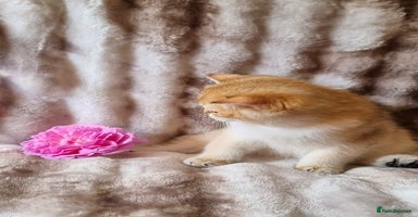 British Shorthair cats - Advert 6