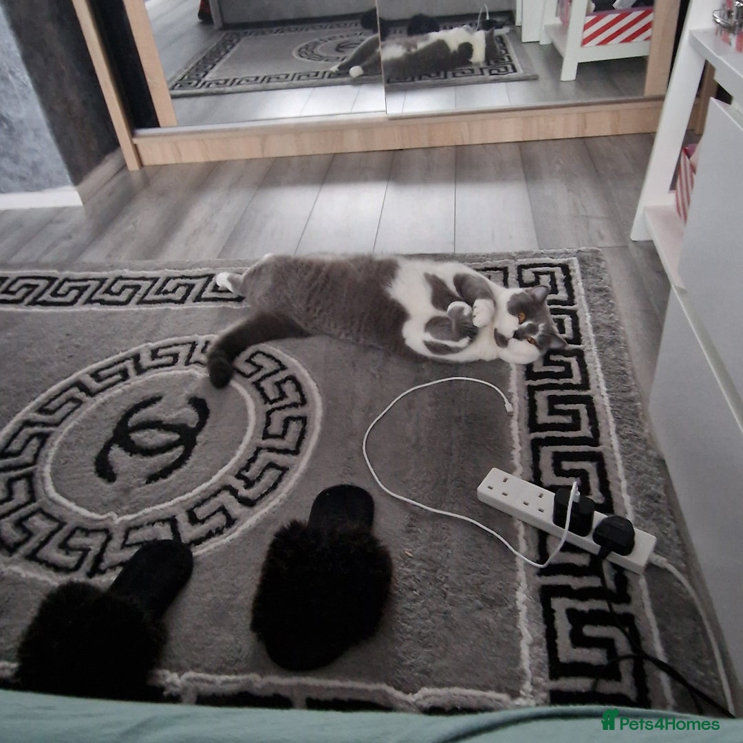 British Shorthair cats for sale: Want to give away cat dn211yy....... - Image 1
