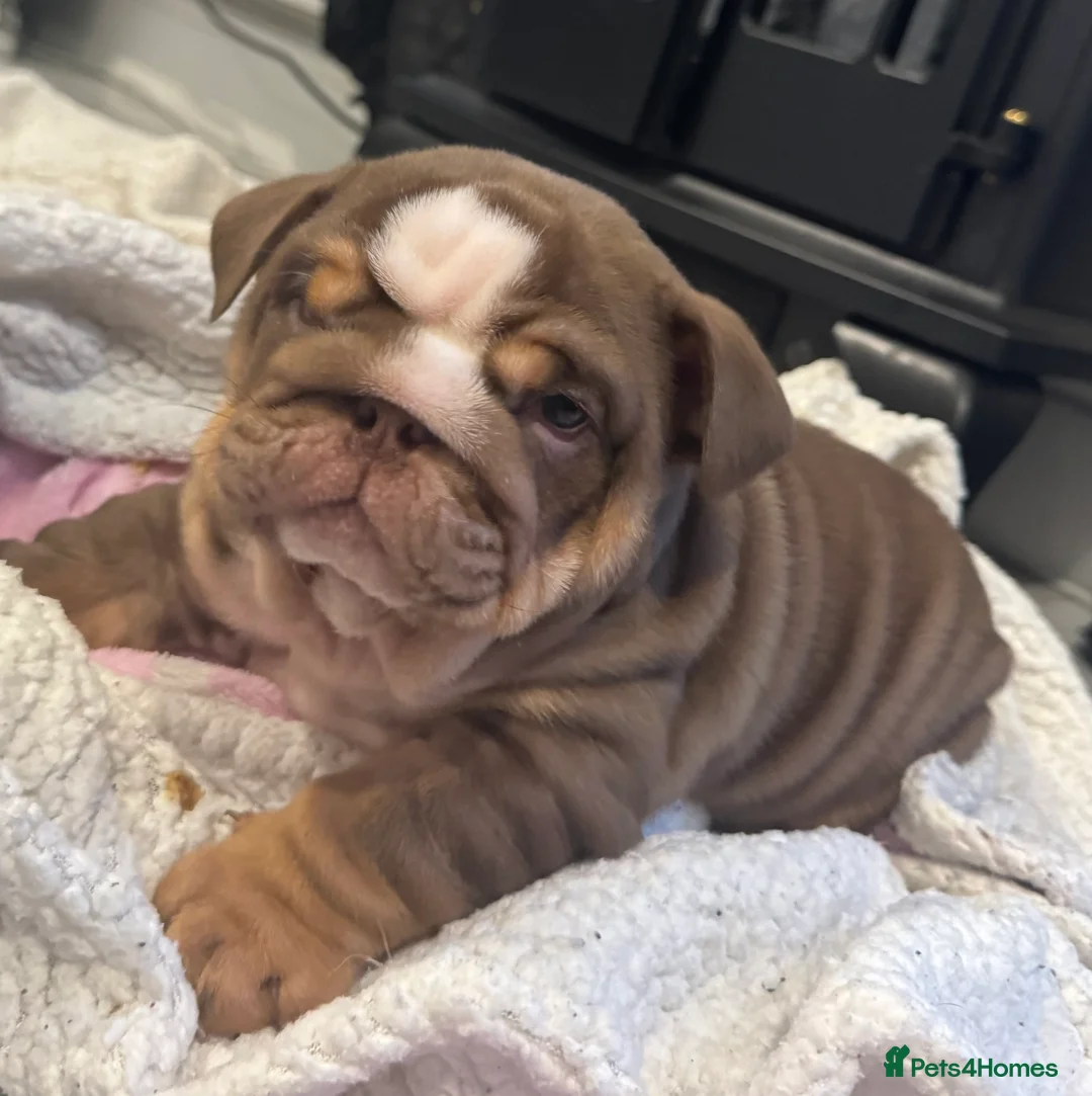English Bulldog dogs for sale: English bulldogs puppies  - Advert 6