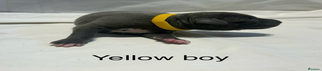 Yellow boy